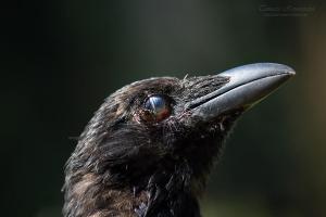 Animal Crow blind eye 01 GURU