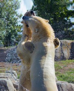 Animal Polar Bear water bite stand 01 GURU