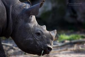 Animal Rhino baby profile 01 GURU