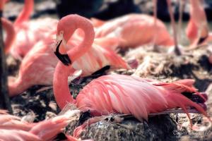 Flamingo nest 03 GURU