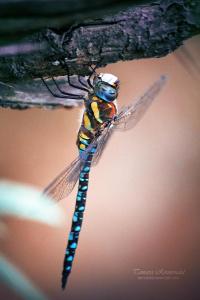 Insect dragonfly blue 02b Guru