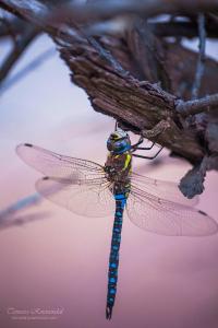 Insect dragonfly blue 03 GURU