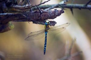 Insect dragonfly blue 04 GURU