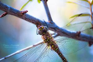 Insect dragonfly close up 02b GURU