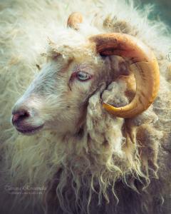 Sheep Ram Zodiac ARIES GURU 01