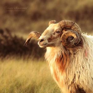 Sheep Ram Zodiac ARIES GURU 02